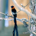 Long-tailed