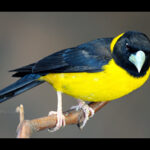 Yellow Hooded Blackbird
