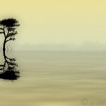 Polaroid Transfer effect applied