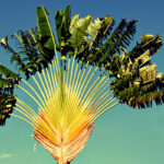 Ravenala Madagascariensis