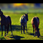 Equine