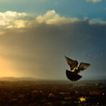 ??????????????????????